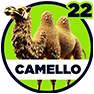 Camello