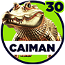 Caiman