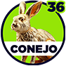 Conejo