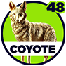 Coyote